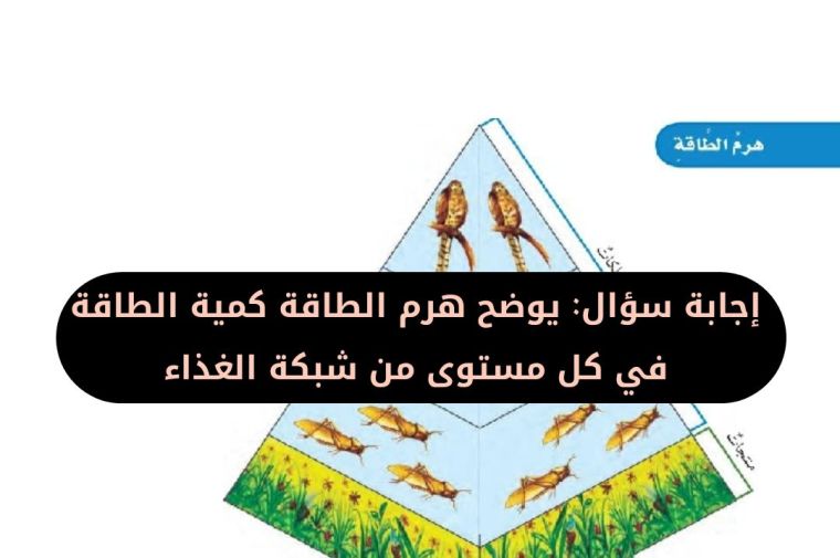 يوضح هرم الطاقة كمية الطاقة في كل مستوى من شبكة الغذاء