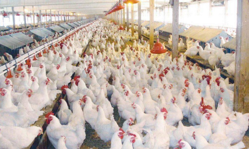 اسعار الدواجن اليوم الثلاثاء 29-11-2023 بحسب بورصة الدواجن 2 اسعار الدواجن اليوم الثلاثاء 29-11-2023