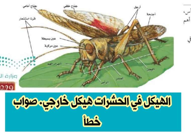 الهيكل في الحشرات هيكل خارجي. صواب خطأ 2 الهيكل في الحشرات هيكل خارجي. صواب خطأ