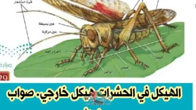 الهيكل في الحشرات هيكل خارجي. صواب خطأ