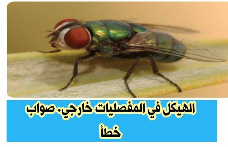 الهيكل في المفصليات خارجي. صواب خطأ 2 الهيكل في المفصليات خارجي. صواب خطأ