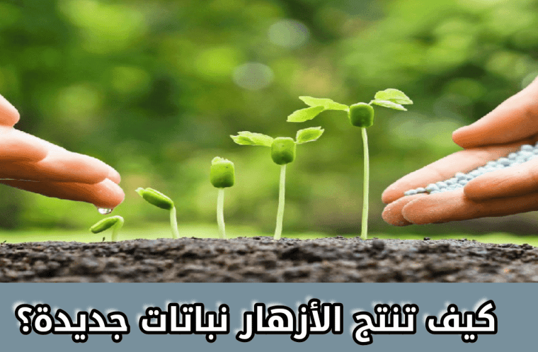 كيف تنتج الأزهار نباتات جديدة؟
