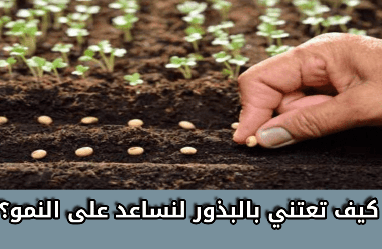 كيف تعتني بالبذور لنساعد على النمو؟
