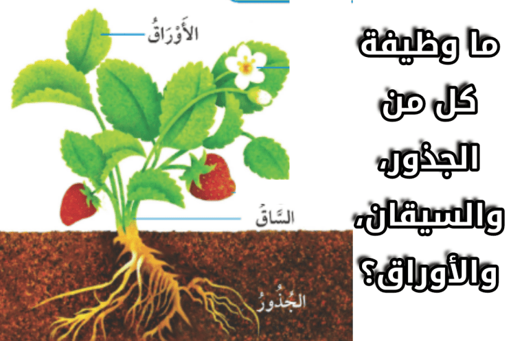 ما وظيفة كل من الجذور، والسيقان، والأوراق؟