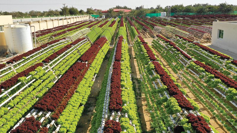 أعضاء في «الوطني» يطالبون بدعم عاجل للمزارعين 1 1670445901 image