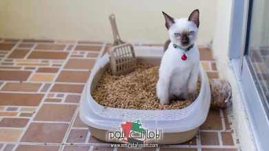تفسير حلم رؤية براز القطط