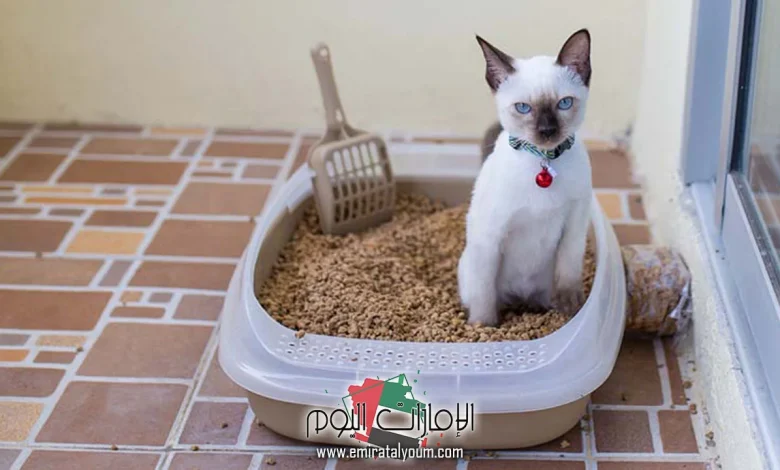 تفسير حلم رؤية براز القطط