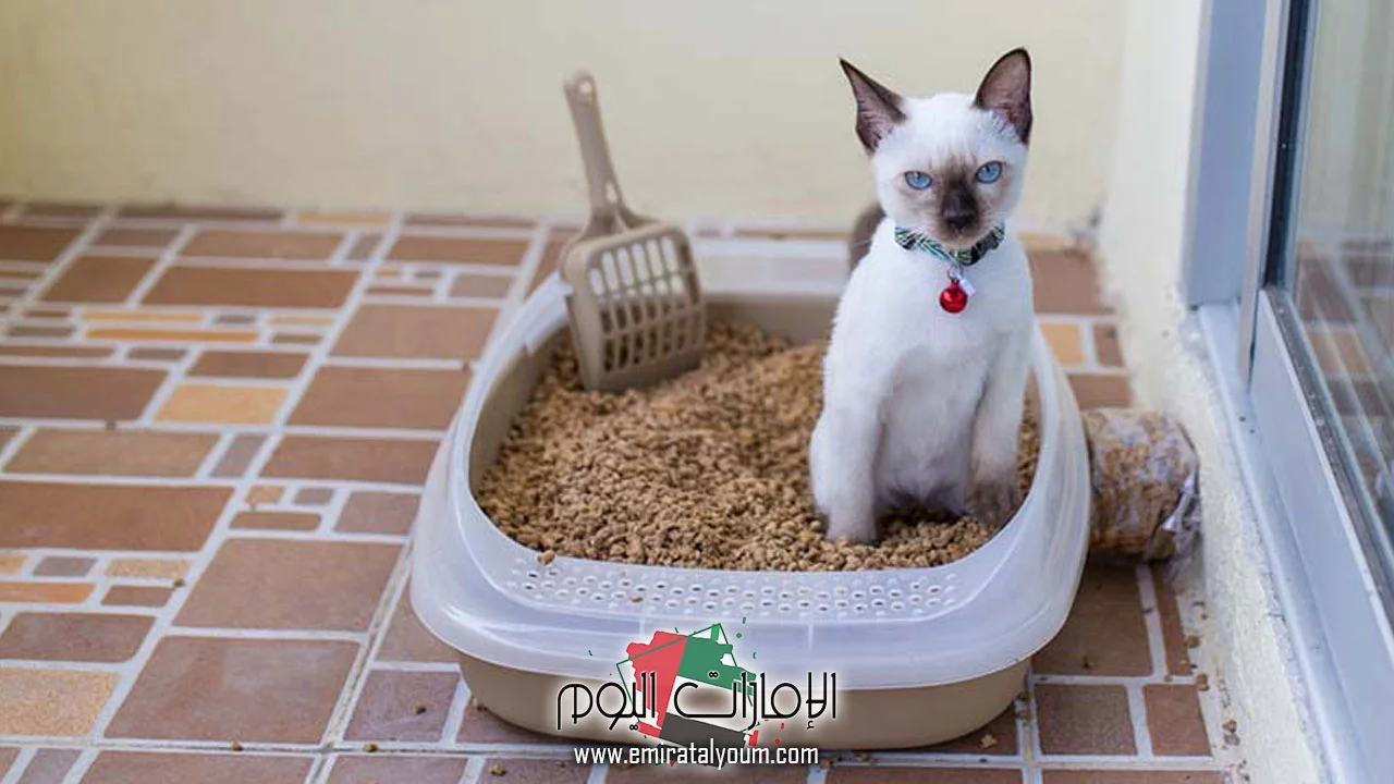 تفسير حلم رؤية براز القطط