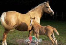 رؤية ولادة الفرس في المنام