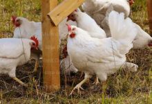 أسعار الفراخ بورصة الدواجن اليوم