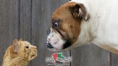 حلم الكلاب تأكل القطط