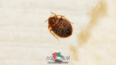 مكافحة حشرات الفراش